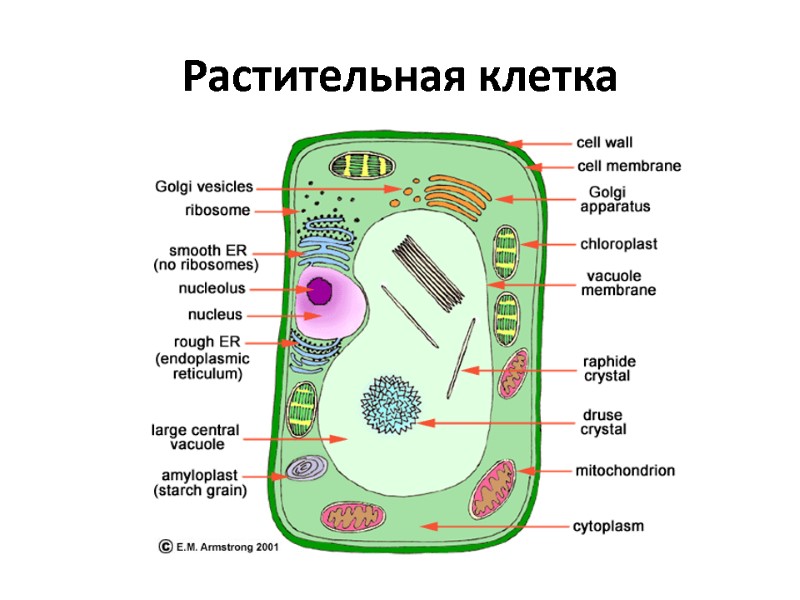 Растительная клетка